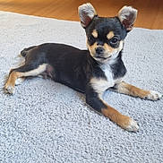 Bob participe au concours pour gagner de l'argent avec cette photo : puppy, dog, pet, indoor, carpet, floor, ears, black_and_tan, cute, animal, laying_down, young, small_dog, alert, fur, domestic_animal, portrait, canine, companion, house