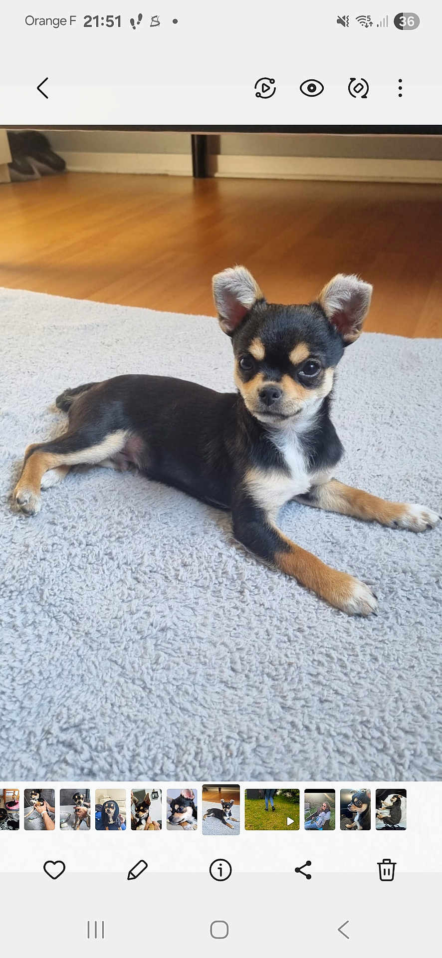 Bob participe au concours pour gagner de l'argent avec cette photo : puppy, dog, pet, indoor, carpet, floor, ears, black_and_tan, cute, animal, laying_down, young, small_dog, alert, fur, domestic_animal, portrait, canine, companion, house