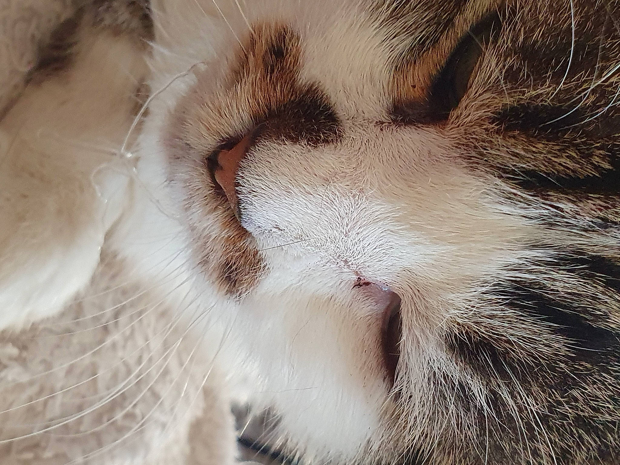 Pupuce participe au concours pour gagner de l'argent avec cette photo : carnivore, cat, claw, close_up, domestic_short_haired_cat, felidae, fur, macro_photography, nap, paw, sleep, small_to_medium_sized_cats, snout, tail, terrestrial_animal, whiskers, wildlife