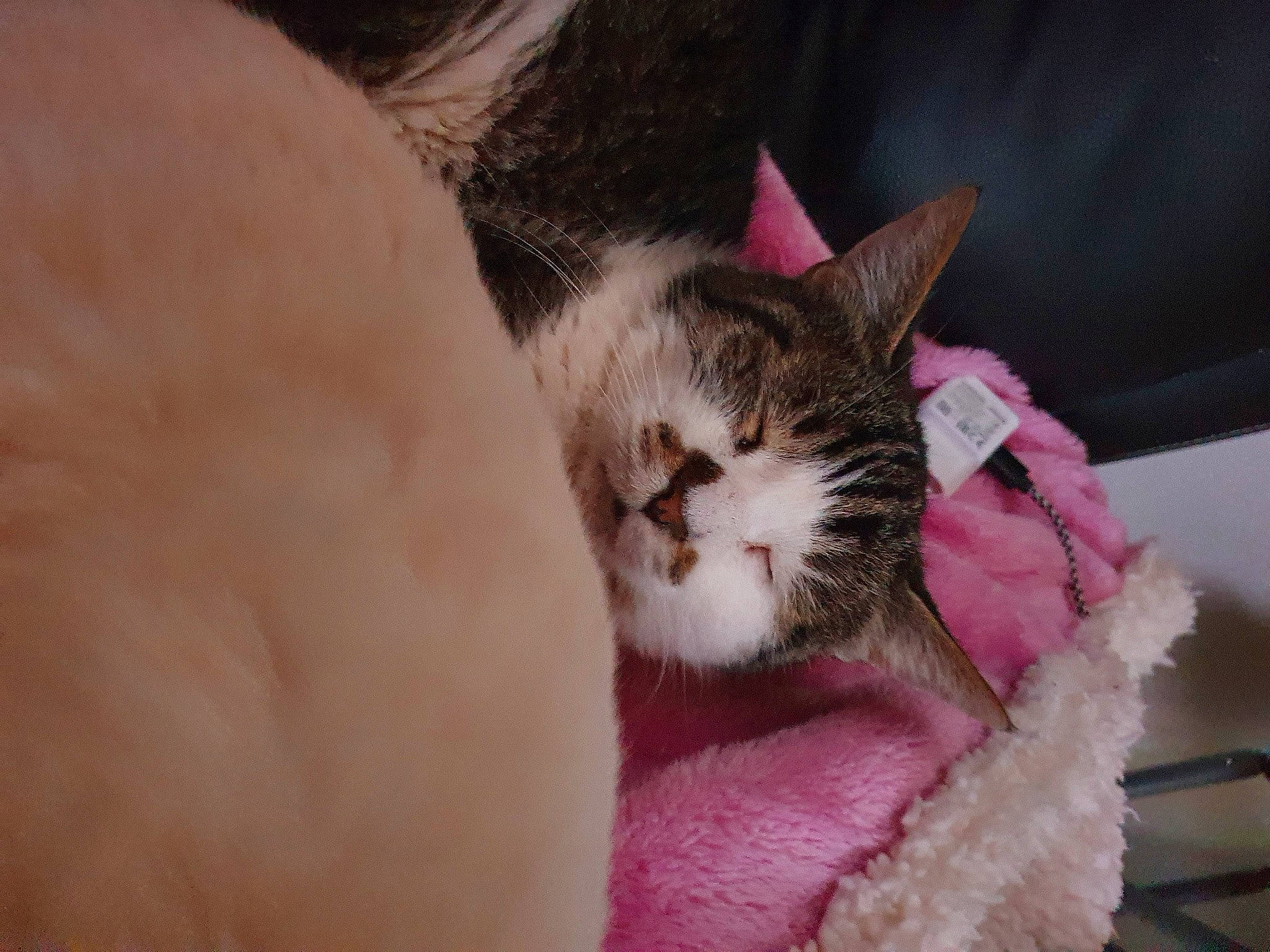 Pupuce a rejoint le concours — aidez-le/la à gagner de superbes lots ! carnivore, cat, claw, comfort, domestic_short_haired_cat, ear, fawn, felidae, fur, nail, nap, paw, sleep, small_to_medium_sized_cats, snout, tree, whiskers