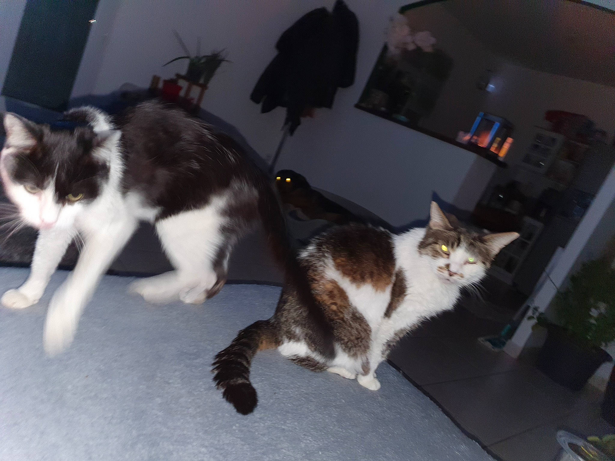 Pupuce participe au concours pour gagner de l'argent avec cette photo : carnivore, cat, comfort, couch, domestic_short_haired_cat, felidae, flooring, fur, hardwood, houseplant, paw, picture_frame, room, small_to_medium_sized_cats, tail, whiskers