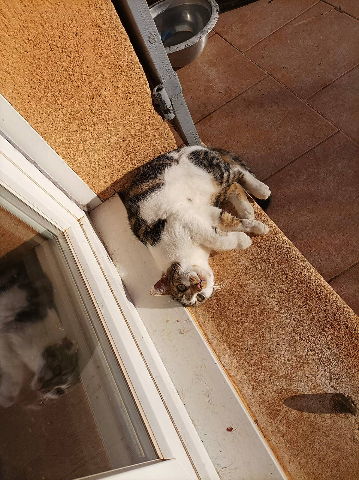 Coquine participe au concours pour gagner de l'argent avec cette photo : beige, brown, carnivore, cat, comfort, companion_dog, dog_breed, domestic_short_haired_cat, fawn, felidae, floor, flooring, fur, hardwood, small_to_medium_sized_cats, tail, vehicle_door, whiskers, window, wood