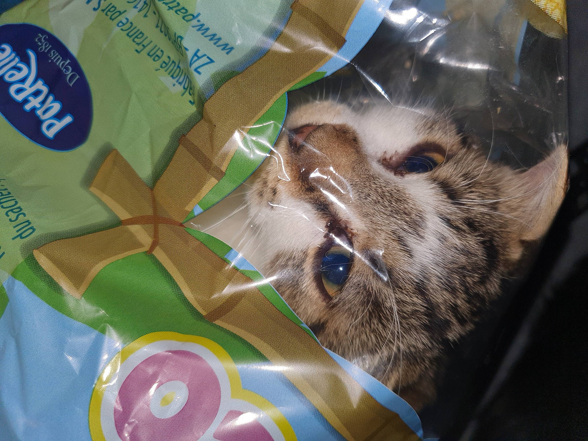 Coquine a rejoint le concours — aidez-le/la à gagner de superbes lots ! box, cardboard, carnivore, carton, cat, cat_supply, comfort_food, domestic_short_haired_cat, fawn, felidae, food, fur, junk_food, packaging_and_labeling, paper, paper_product, pet_supply, small_to_medium_sized_cats, sweetness, whiskers