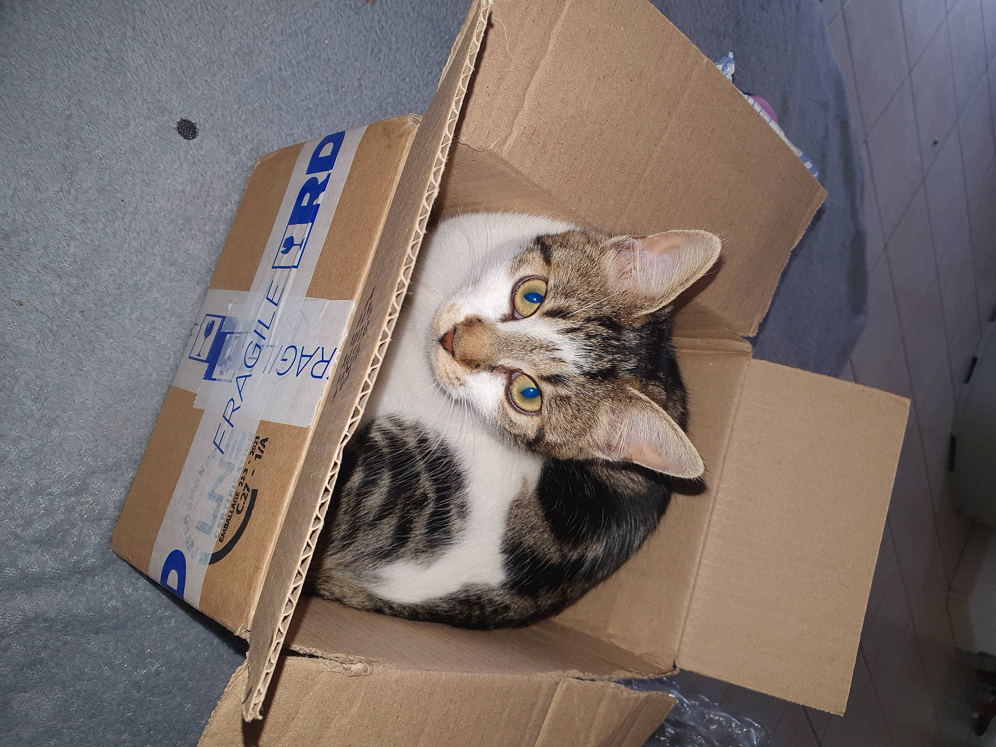 Coquine participe au concours pour gagner de l'argent avec cette photo : box, cardboard, carnivore, carton, cat, comfort, domestic_short_haired_cat, drawer, felidae, fur, packaging_and_labeling, packing_materials, paper_product, paw, shipping_box, sitting, small_to_medium_sized_cats, tail, whiskers, wood