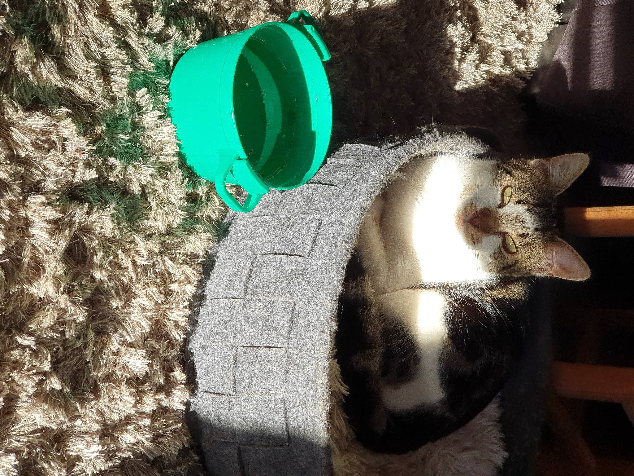 Coquine participe au concours pour gagner de l'argent avec cette photo : carnivore, cat, cat_supply, circle, domestic_short_haired_cat, felidae, fur, grass, organism, paw, pet_supply, plant, shadow, small_to_medium_sized_cats, snout, soil, tail, water, whiskers, wood