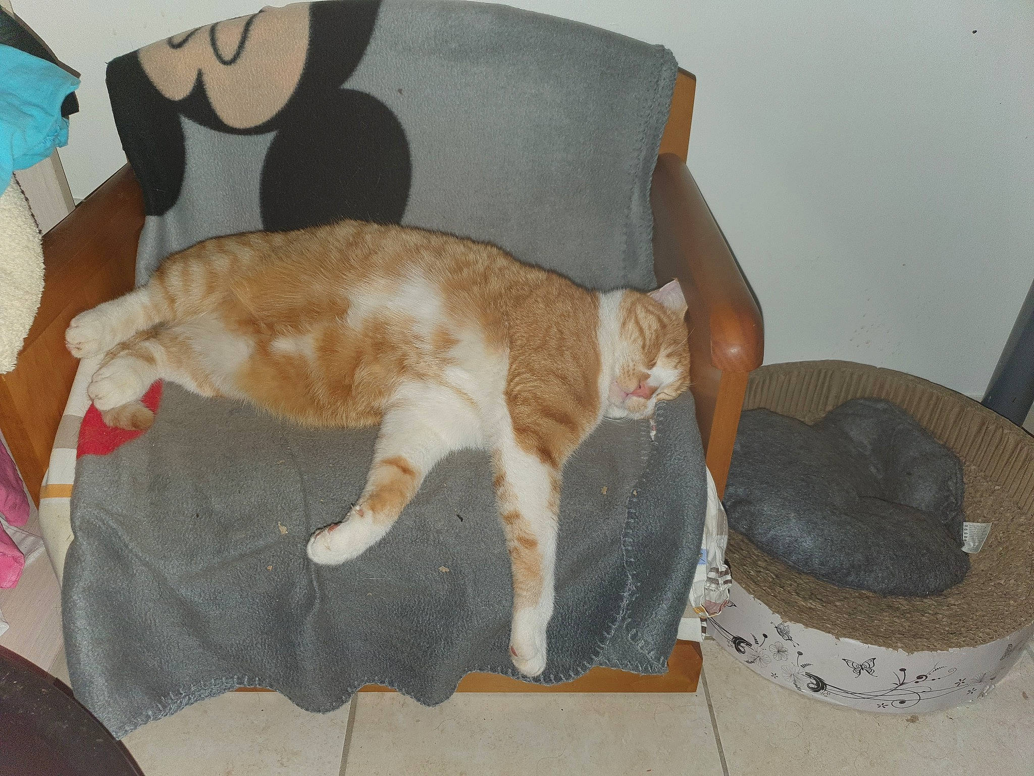 Disco participe au concours pour gagner de l'argent avec cette photo : carnivore, cat, cat_supply, comfort, companion_dog, couch, dog_breed, domestic_short_haired_cat, fawn, felidae, floor, flooring, fur, hardwood, mammal, pet_supply, small_to_medium_sized_cats, tail, whiskers, wood