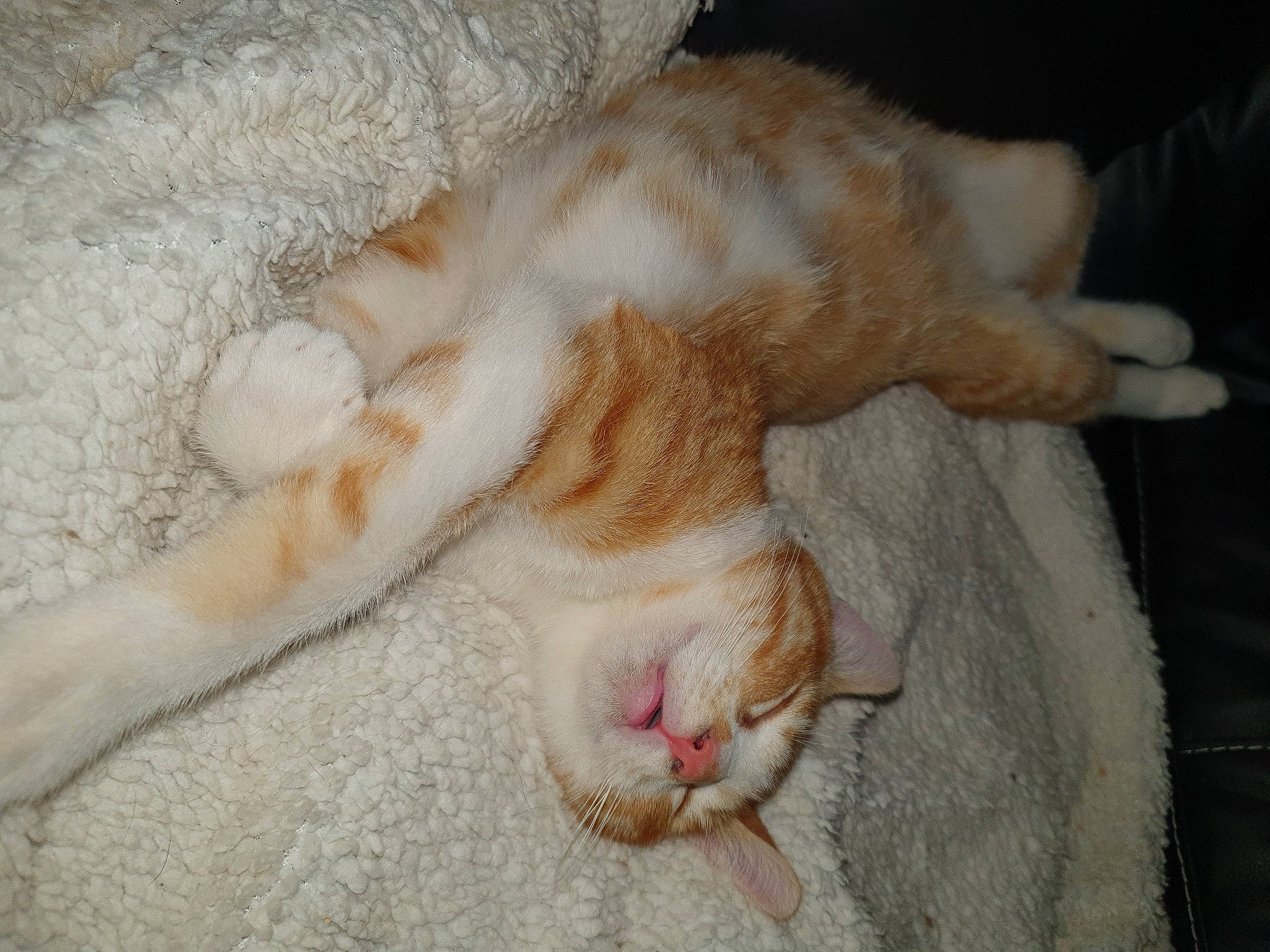 Disco a rejoint le concours — aidez-le/la à gagner de superbes lots ! carnivore, cat, claw, comfort, domestic_short_haired_cat, fawn, felidae, foot, fur, linens, nail, nap, paw, sleep, small_to_medium_sized_cats, tail, terrestrial_animal, whiskers, wool