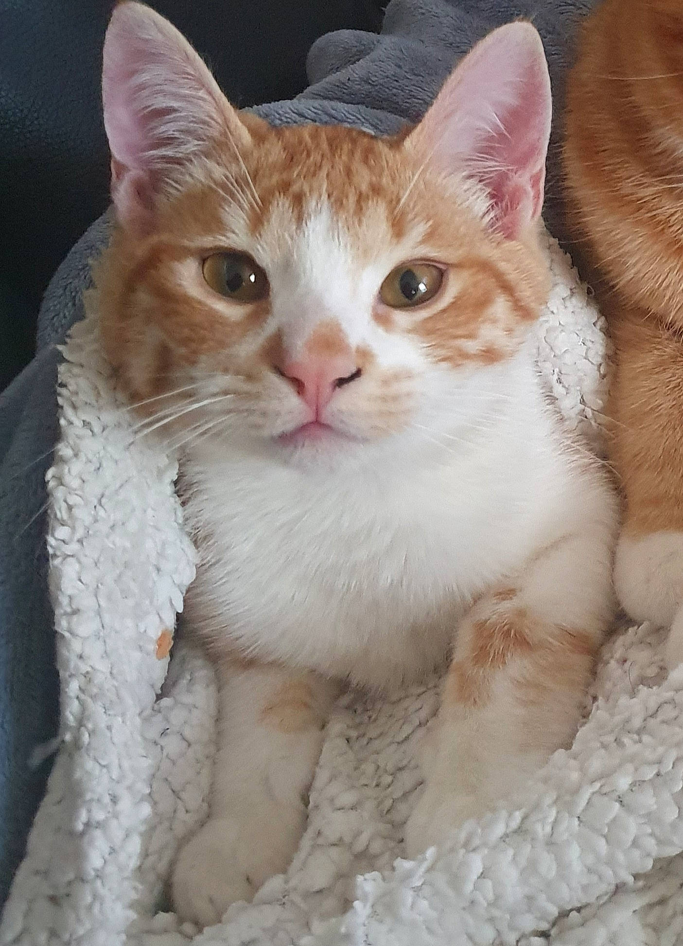 Disco a rejoint le concours — aidez-le/la à gagner de superbes lots ! carnivore, cat, claw, domestic_short_haired_cat, eye, fawn, felidae, fur, hair, head, paw, pet_supply, sitting, small_to_medium_sized_cats, snout, tail, terrestrial_animal, whiskers, window