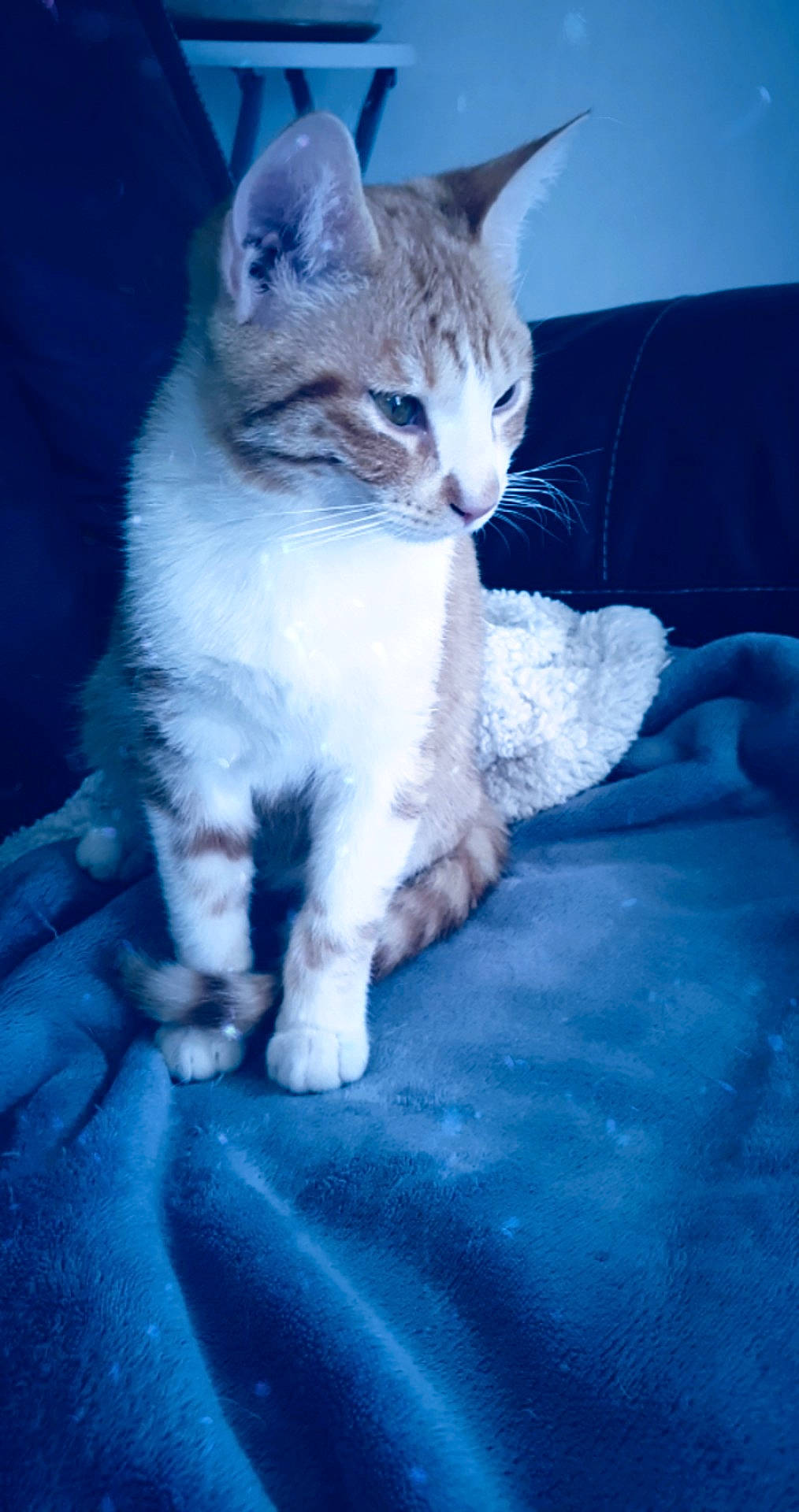 Disco a rejoint le concours — aidez-le/la à gagner de superbes lots ! blue, carnivore, cat, claw, comfort, domestic_short_haired_cat, electric_blue, fawn, felidae, fur, paw, sitting, small_to_medium_sized_cats, snout, tail, terrestrial_animal, whiskers