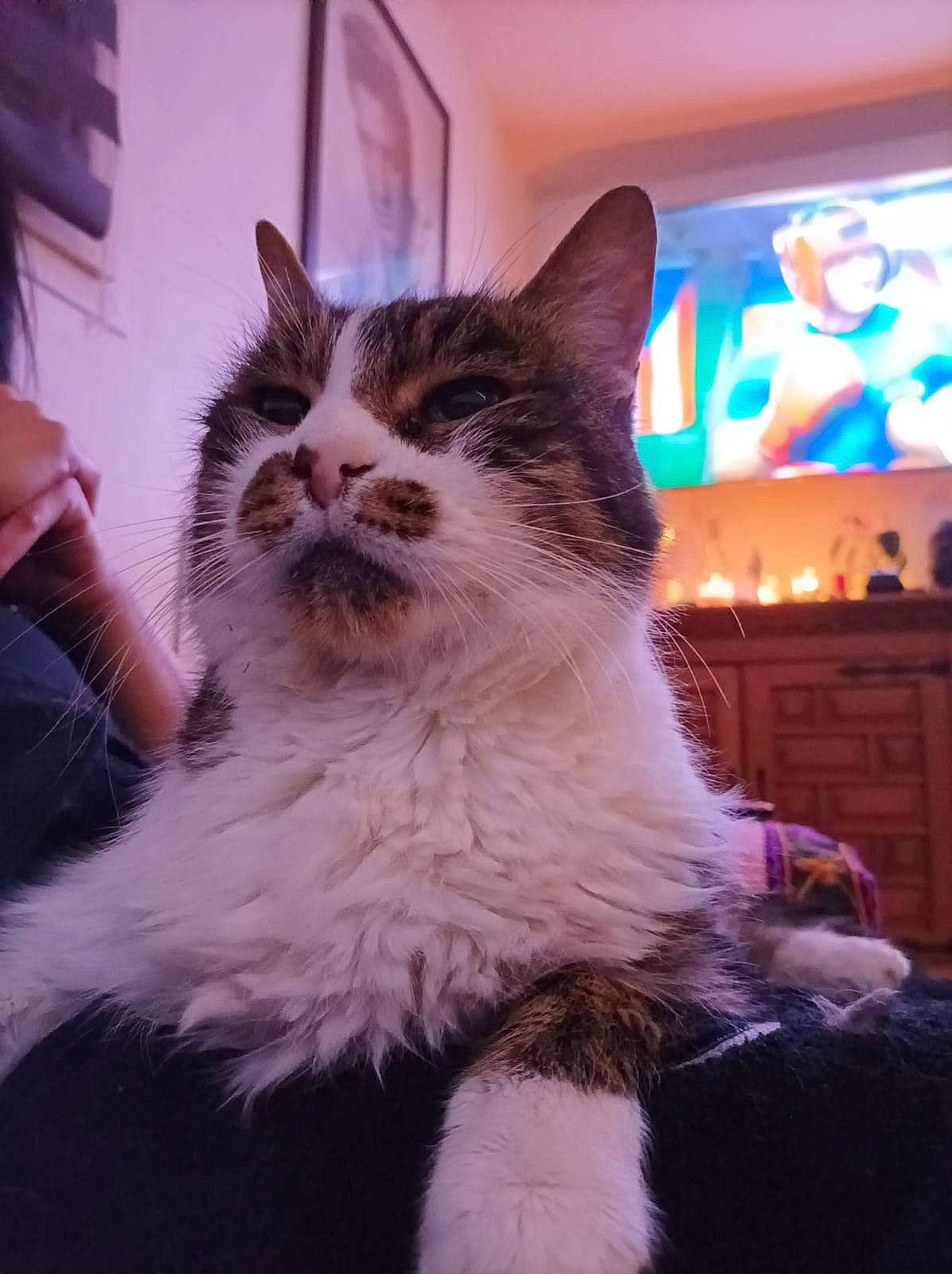 Achille a rejoint le concours — aidez-le/la à gagner de superbes lots ! carnivore, cat, claw, display_device, domestic_short_haired_cat, event, felidae, foot, fur, houseplant, lap, led_backlit_lcd_display, paw, sitting, small_to_medium_sized_cats, tail, television, whiskers, window