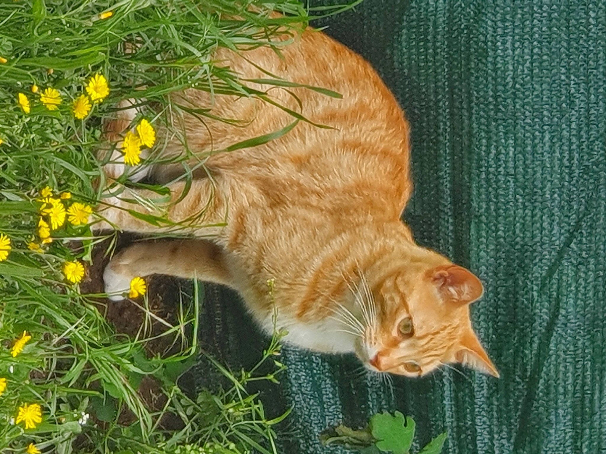 Moufftin participe au concours pour gagner de l'argent avec cette photo : art, carnivore, cat, domestic_short_haired_cat, fawn, felidae, flower, fur, grass, grassland, groundcover, herbaceous_plant, plant, small_to_medium_sized_cats, snout, tail, terrestrial_animal, whiskers, wildlife, wood