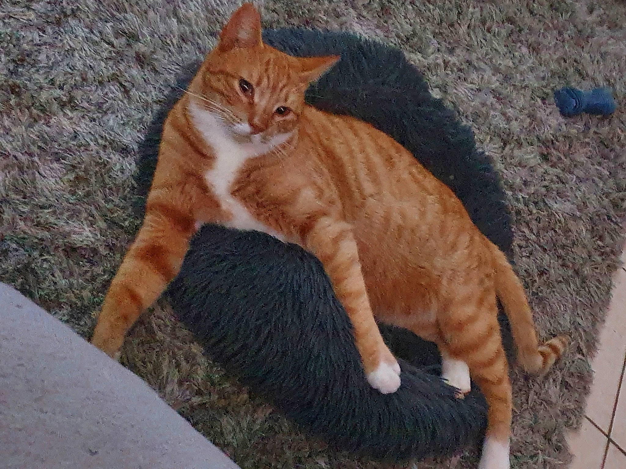 Moufftin participe au concours pour gagner de l'argent avec cette photo : carnivore, cat, claw, comfort, domestic_short_haired_cat, eye, fawn, felidae, foot, fur, head, paw, road_surface, small_to_medium_sized_cats, snout, tail, terrestrial_animal, tree, whiskers, wood