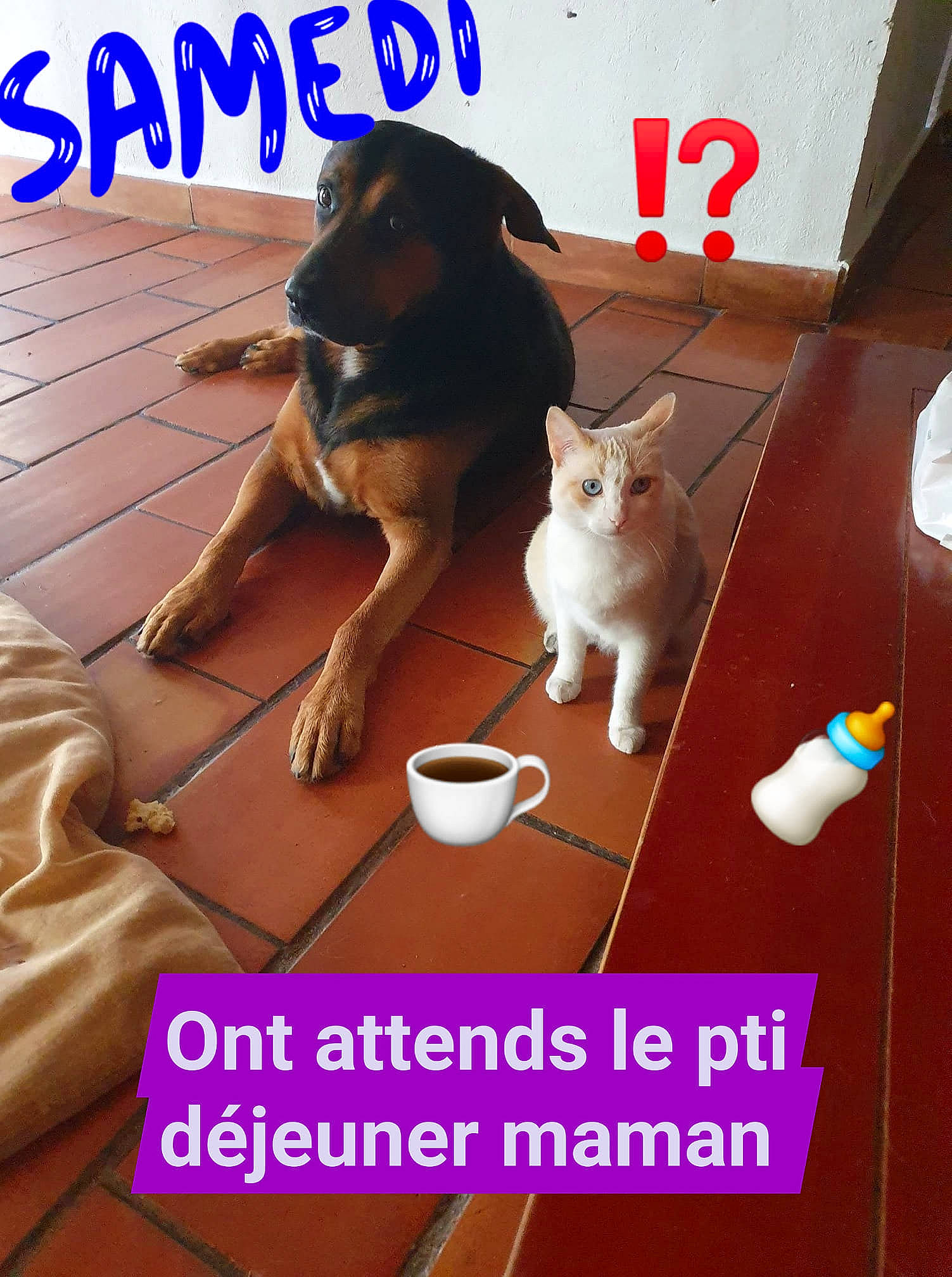 Bella a rejoint le concours — aidez-le/la à gagner de superbes lots ! advertising, bowl, carnivore, cat, cat_supply, companion_dog, cup, dog, dog_breed, drinkware, fawn, felidae, font, pet_supply, recipe, serveware, sharing, tableware, tail