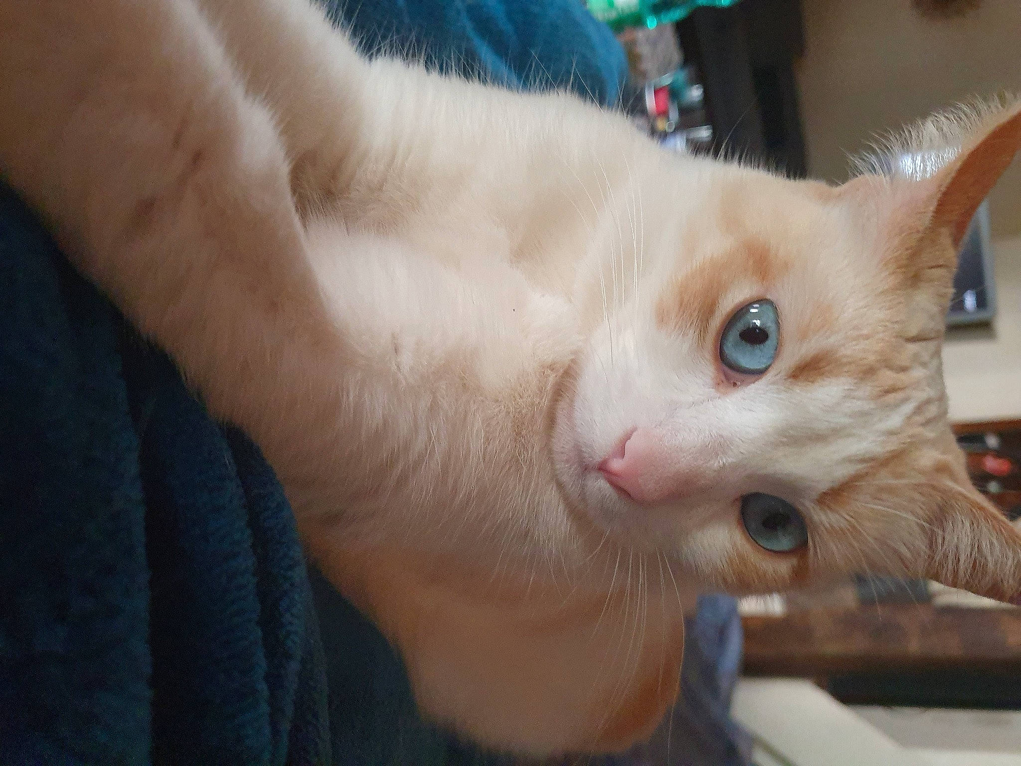 Bella participe au concours pour gagner de l'argent avec cette photo : carnivore, cat, claw, domestic_short_haired_cat, ear, electric_blue, fawn, felidae, fur, iris, paw, small_to_medium_sized_cats, snout, tail, whiskers