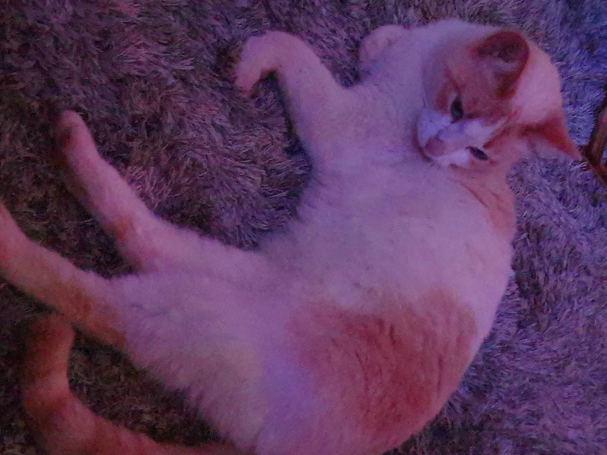 Bella a rejoint le concours — aidez-le/la à gagner de superbes lots ! canidae, carnivore, cat, cat_bed, claw, dog_breed, domestic_short_haired_cat, fawn, felidae, fur, nap, paw, pink, puppy, small_to_medium_sized_cats, snout, tail, terrestrial_animal, whiskers