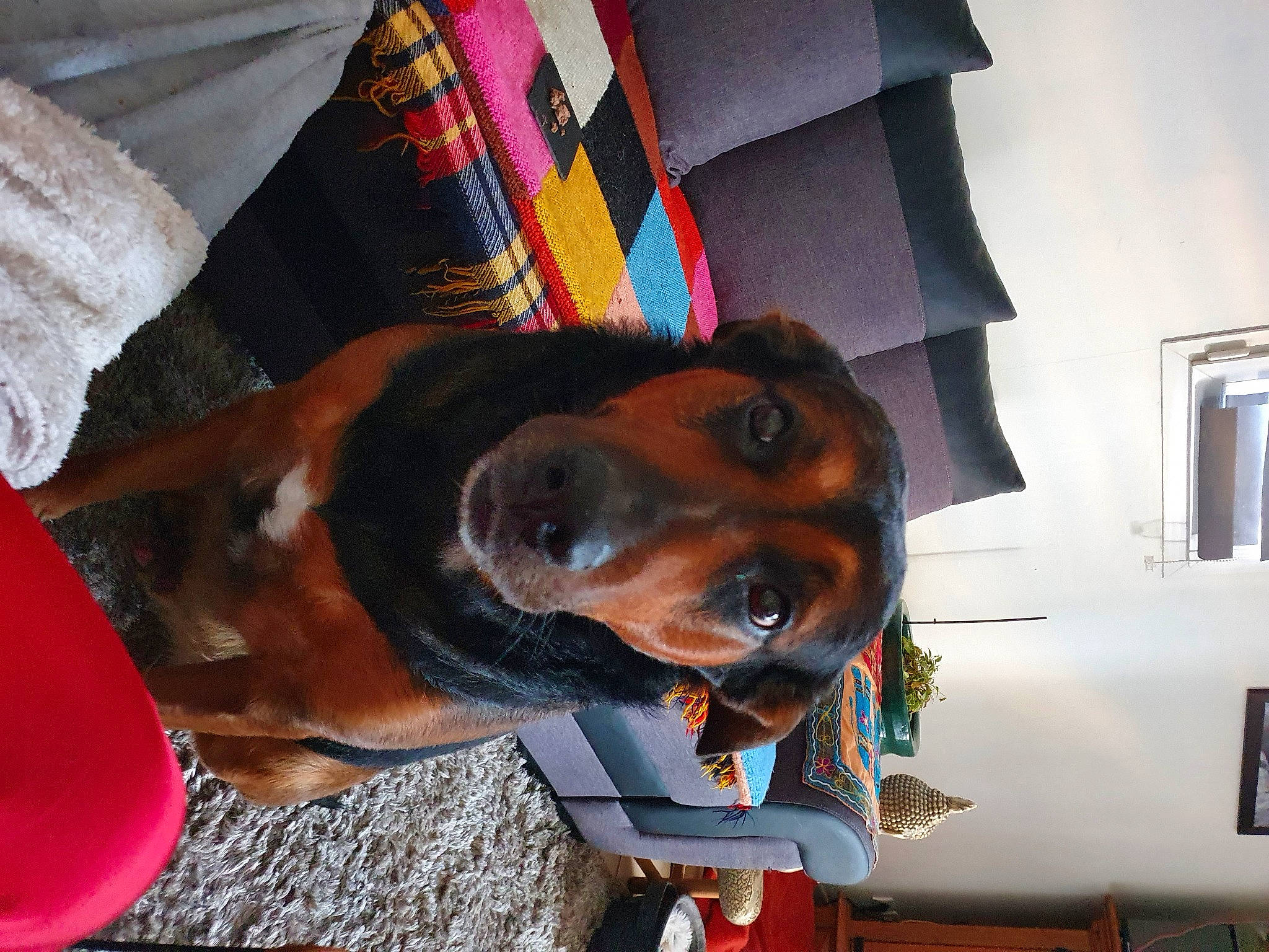 Lucky a rejoint le concours — aidez-le/la à gagner de superbes lots ! canidae, carnivore, collar, comfort, companion_dog, dog, dog_breed, dog_supply, ear, fashion_accessory, fawn, guard_dog, hunting_dog, pillow, scent_hound, snout, sporting_group, throw_pillow, working_animal, working_dog