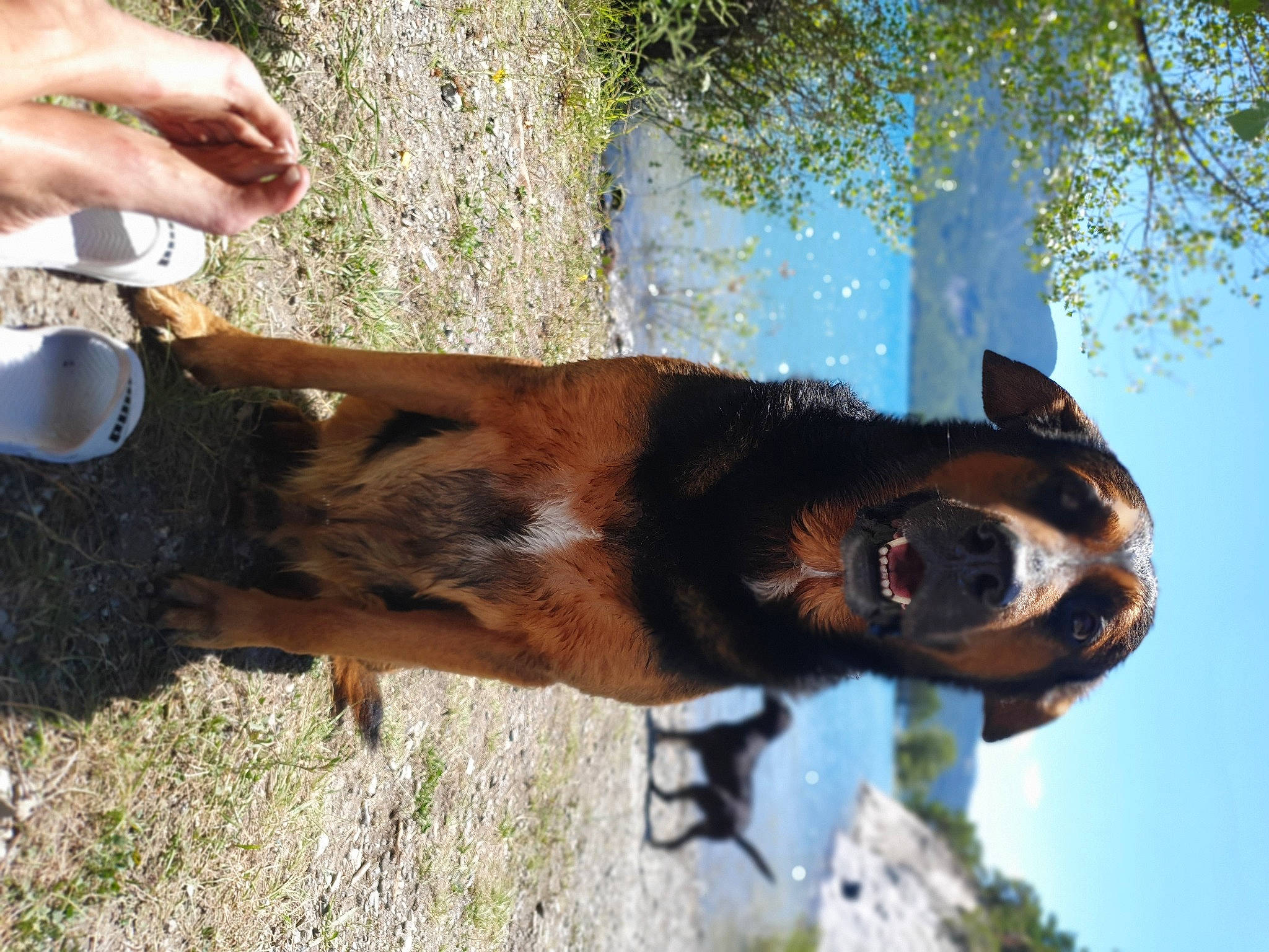 Lucky a rejoint le concours — aidez-le/la à gagner de superbes lots ! bridle, carnivore, dog_breed, fawn, grass, horse, liver, livestock, mane, organism, pack_animal, plant, sky, snout, sorrel, terrestrial_animal, tree, trunk, window, working_animal