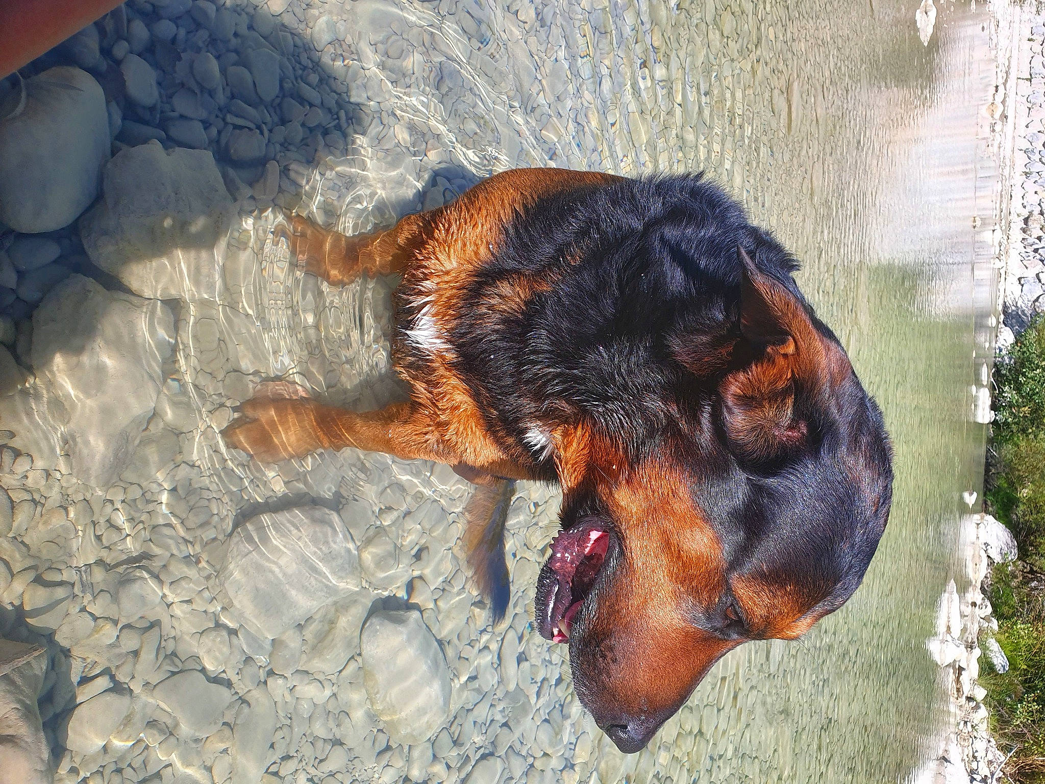 Lucky participe au concours pour gagner de l'argent avec cette photo : canidae, carnivore, claw, dog, dog_breed, fawn, fur, guard_dog, liver, organism, paw, plant, snout, sporting_group, tail, terrestrial_animal, vertebrate, wildlife, window, working_animal