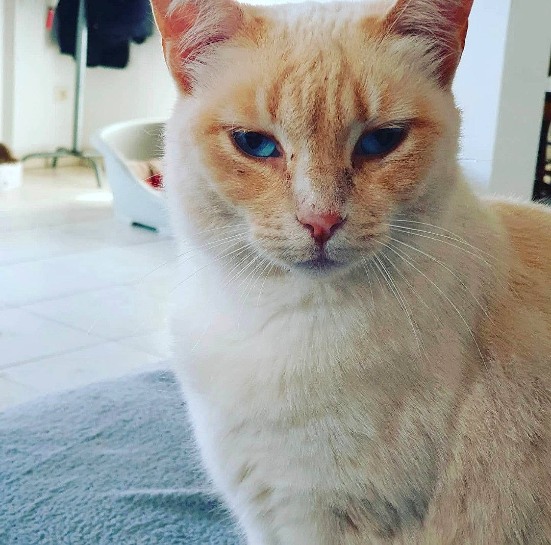 Arizona a rejoint le concours — aidez-le/la à gagner de superbes lots ! bookcase, carnivore, cat, domestic_short_haired_cat, eye, fawn, felidae, fur, paw, pet_supply, shelf, small_to_medium_sized_cats, snout, tail, whiskers, window