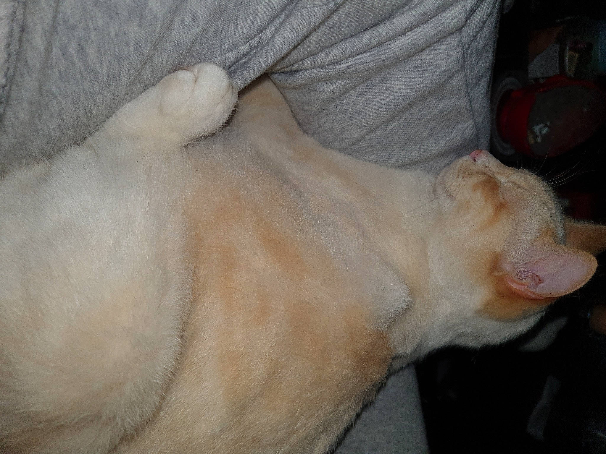 Arizona a rejoint le concours — aidez-le/la à gagner de superbes lots ! canidae, carnivore, cat, comfort, companion_dog, dog_breed, felidae, fur, gesture, nail, non_sporting_group, paw, small_to_medium_sized_cats, snout, sporting_group, tail, whiskers, wrinkle