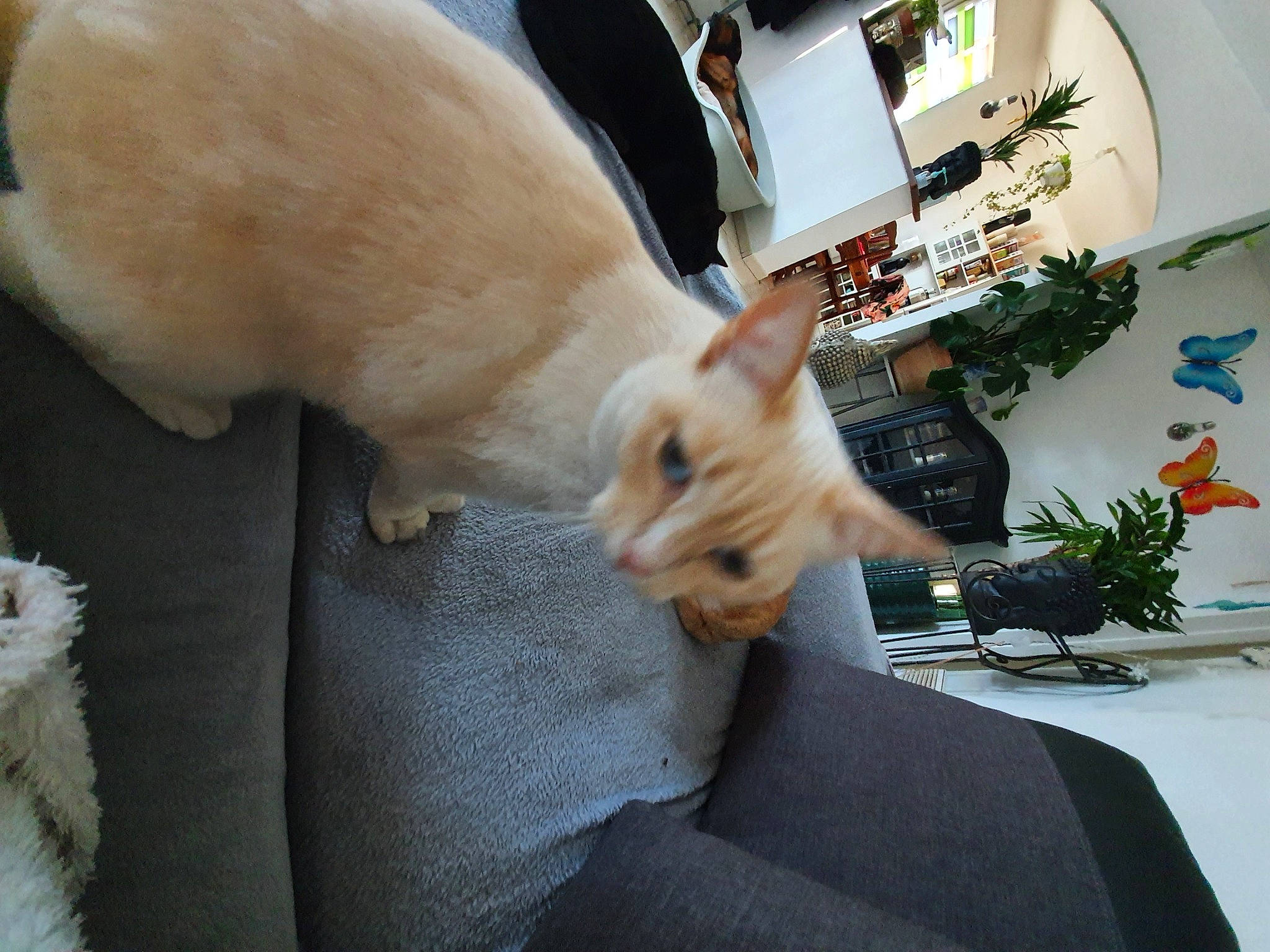 Arizona a rejoint le concours — aidez-le/la à gagner de superbes lots ! carnivore, cat, claw, comfort, companion_dog, dog_breed, domestic_rabbit, domestic_short_haired_cat, fawn, felidae, flowerpot, fur, houseplant, human_leg, paw, plant, rabbits_and_hares, small_to_medium_sized_cats, tail, whiskers