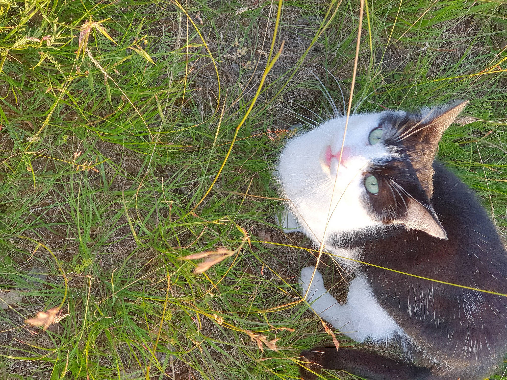 Coco Câline participe au concours pour gagner de l'argent avec cette photo : carnivore, cat, collar, domestic_short_haired_cat, felidae, fur, grass, grass_family, grassland, groundcover, herbaceous_plant, plant, small_to_medium_sized_cats, snout, tail, terrestrial_animal, terrestrial_plant, twig, whiskers, wildlife