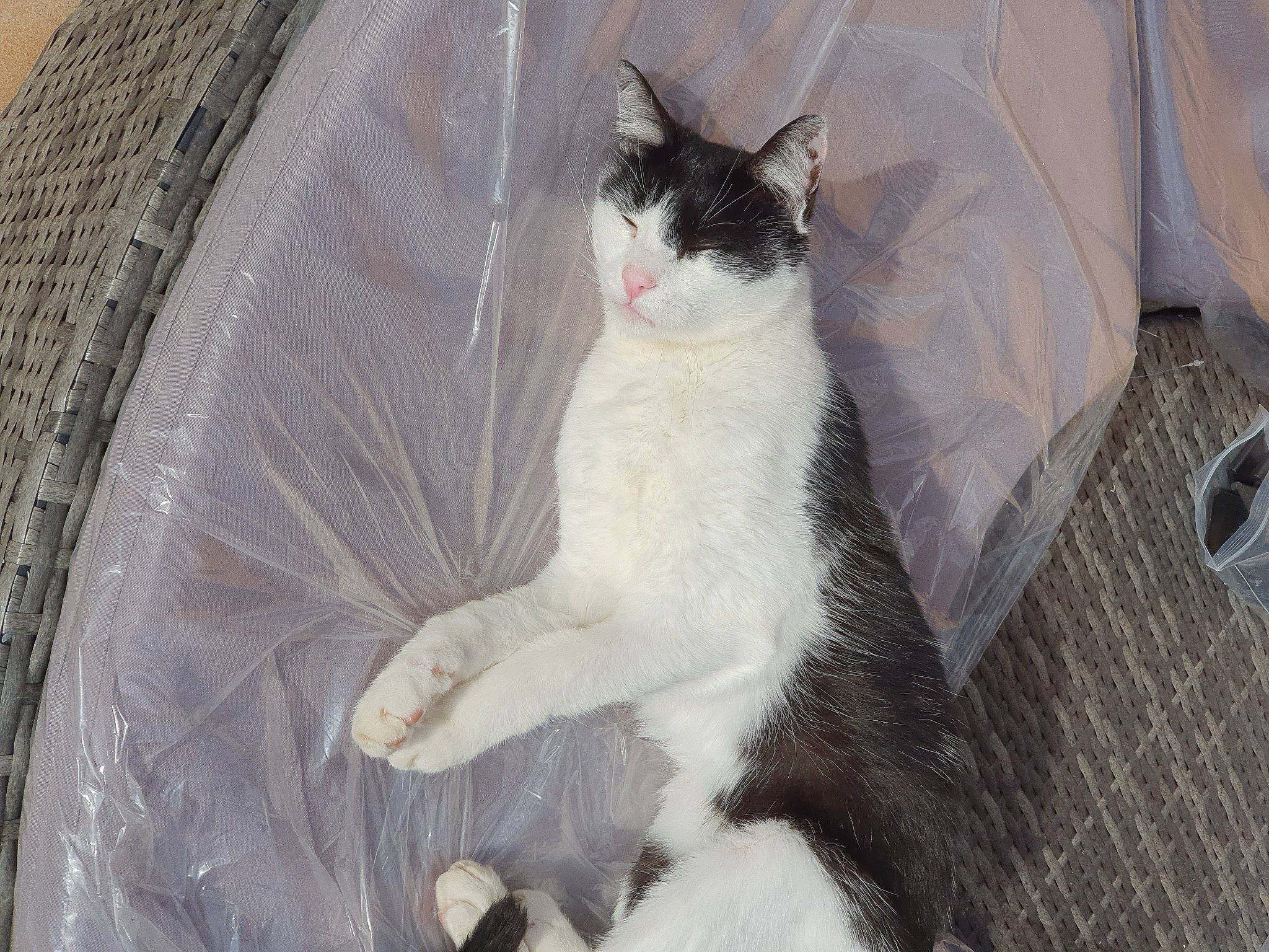 Coco Câline a rejoint le concours — aidez-le/la à gagner de superbes lots ! carnivore, cat, comfort, domestic_short_haired_cat, felidae, formal_wear, fur, grey, monochrome_photography, paw, sitting, small_to_medium_sized_cats, snout, tail, whiskers