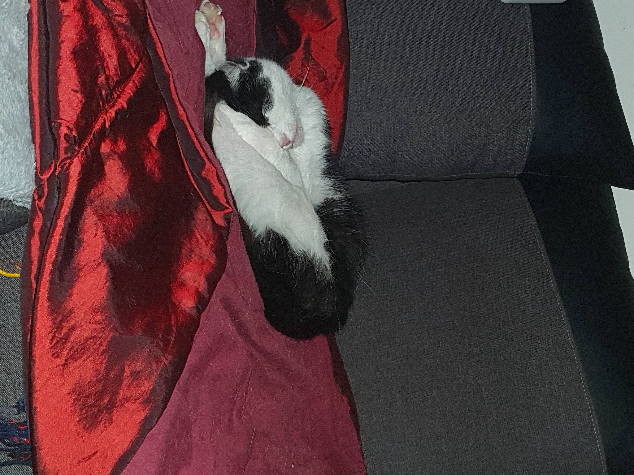 Coco Câline participe au concours pour gagner de l'argent avec cette photo : carmine, carnivore, comfort, companion_dog, couch, dog_breed, dress, feather, felidae, flooring, foot, fur, fur_clothing, grey, human_leg, linens, small_to_medium_sized_cats, sportswear, tail, whiskers