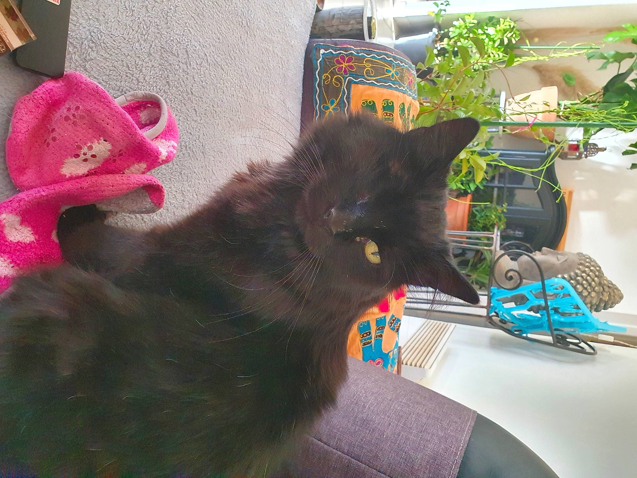 Symba a rejoint le concours — aidez-le/la à gagner de superbes lots ! black_cat, bombay, canidae, carnivore, cat, claw, comfort, dog_breed, domestic_short_haired_cat, felidae, flowerpot, fur, houseplant, paw, plant, small_to_medium_sized_cats, snout, tail, terrestrial_animal, whiskers