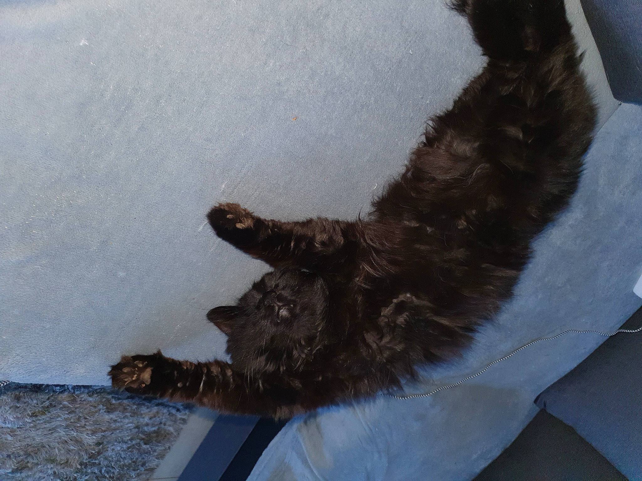 Symba a rejoint le concours — aidez-le/la à gagner de superbes lots ! canidae, carnivore, claw, dog_breed, felidae, foot, fur, gesture, human_leg, liver, mammal, paw, small_to_medium_sized_cats, snout, snow, sporting_group, tail, terrestrial_animal, vertebrate, working_animal