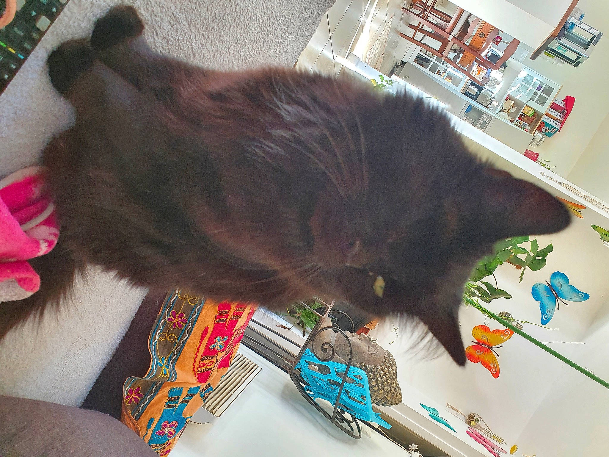 Symba participe au concours pour gagner de l'argent avec cette photo : black_cat, bombay, carnivore, cat, collar, companion_dog, dog_breed, domestic_short_haired_cat, felidae, flooring, fur, liver, pet_supply, russian_blue, small_to_medium_sized_cats, snout, sporting_group, tail, vertebrate, whiskers