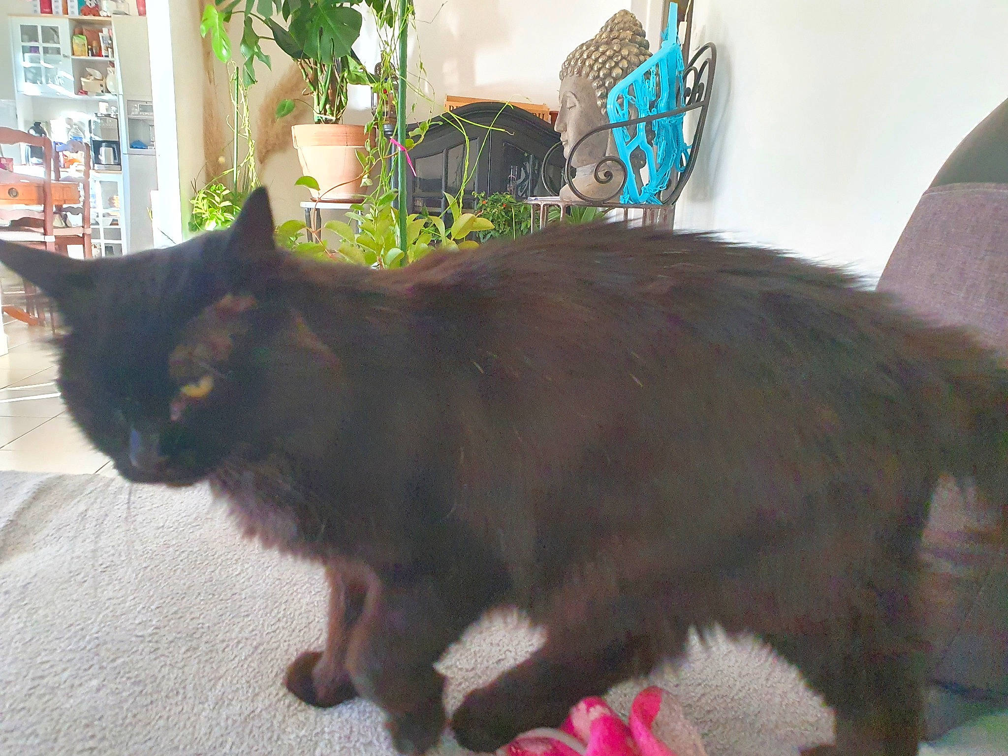 Symba participe au concours pour gagner de l'argent avec cette photo : black_cat, bombay, carnivore, cat, claw, domestic_short_haired_cat, felidae, flooring, flowerpot, fur, grass, houseplant, picture_frame, plant, shelf, small_to_medium_sized_cats, snout, tail, whiskers, window