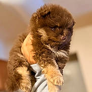 Dior is registered to the contest to win money with this photo: puppy, dog, brown_fur, fluffy, pet, cute, indoor, hand, animal, young, small, paw, fur, adorable, holding, closeup, mammal, companion, domestic_animal, face