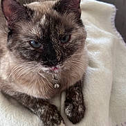 Sushi joined the competition — help win amazing prizes! cat, tortoiseshell, blue_eyes, pet, feline, close_up, resting, blanket, white_blanket, soft_texture, collar, bell, whiskers, ears, paw, indoor, cute, animal, fur, sleepy