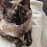 cat, tortoiseshell, blue_eyes, pet, feline, close_up, resting, blanket, white_blanket, soft_texture, collar, bell, whiskers, ears, paw, indoor, cute, animal, fur, sleepy