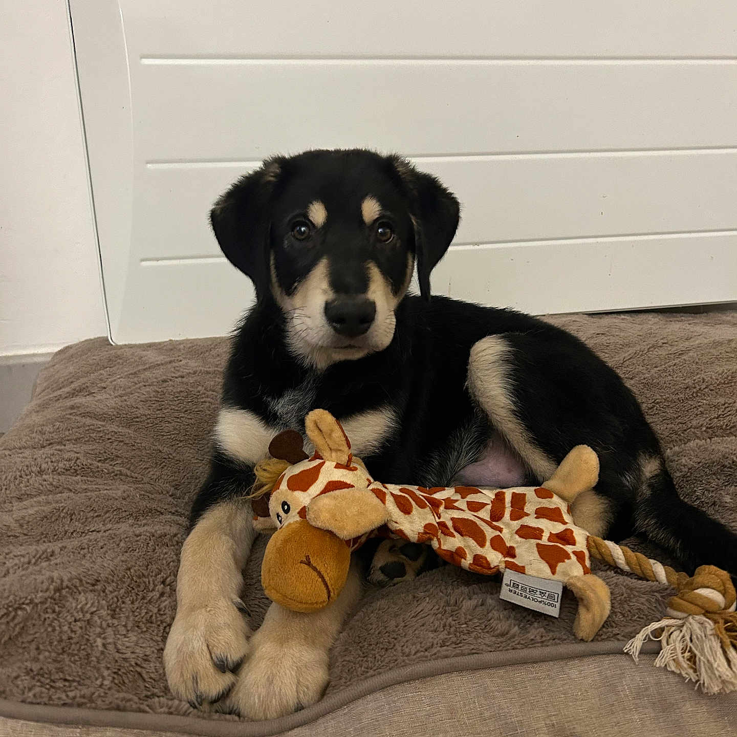 Oslo participe au concours pour gagner de l'argent avec cette photo : animal, ball, beagle, canine, cat, couch, cushion, dog, dogbed, furniture, homedecor, hound, husky, labradorretriever, person, pet, puppy, sleeping, sport, toy