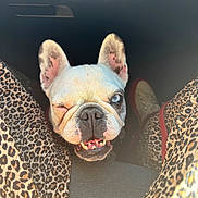 Olly a rejoint le concours — aidez-le/la à gagner de superbes lots ! animal, blue_eye, canine, car_interior, close_up, cute, dog, ears, french_bulldog, leopard_print, pants, pet, playful, seat, smiling, snout, teeth, tongue, white_fur, winking