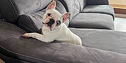Olly a rejoint le concours — aidez-le/la à gagner de superbes lots ! animal, companion, couch, curious, daylight, dog, domestic_animal, ears_up, french_bulldog, furniture, gray_couch, heterochromia, home, indoor, looking, pet, relaxing, seated, white_dog, window