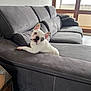animal, companion, couch, curious, daylight, dog, domestic_animal, ears_up, french_bulldog, furniture, gray_couch, heterochromia, home, indoor, looking, pet, relaxing, seated, white_dog, window