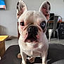Olly a rejoint le concours — aidez-le/la à gagner de superbes lots ! animal, blue_eye, brown_eye, canine, close_up, cute, dog, domestic_animal, ears, face, floor, french_bulldog, fur, furniture, indoor, looking_at_camera, paw, pet, shadow, sitting
