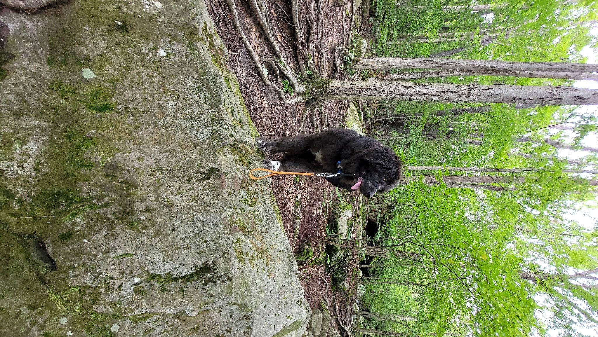 Jarvis is registered to the contest to win money with this photo: american_black_bear, bedrock, carnivore, forest, grass, groundcover, jungle, nature_reserve, old_growth_forest, organism, plant, rock, sporting_group, tail, terrestrial_animal, tree, trunk, vertebrate, wood, woody_plant