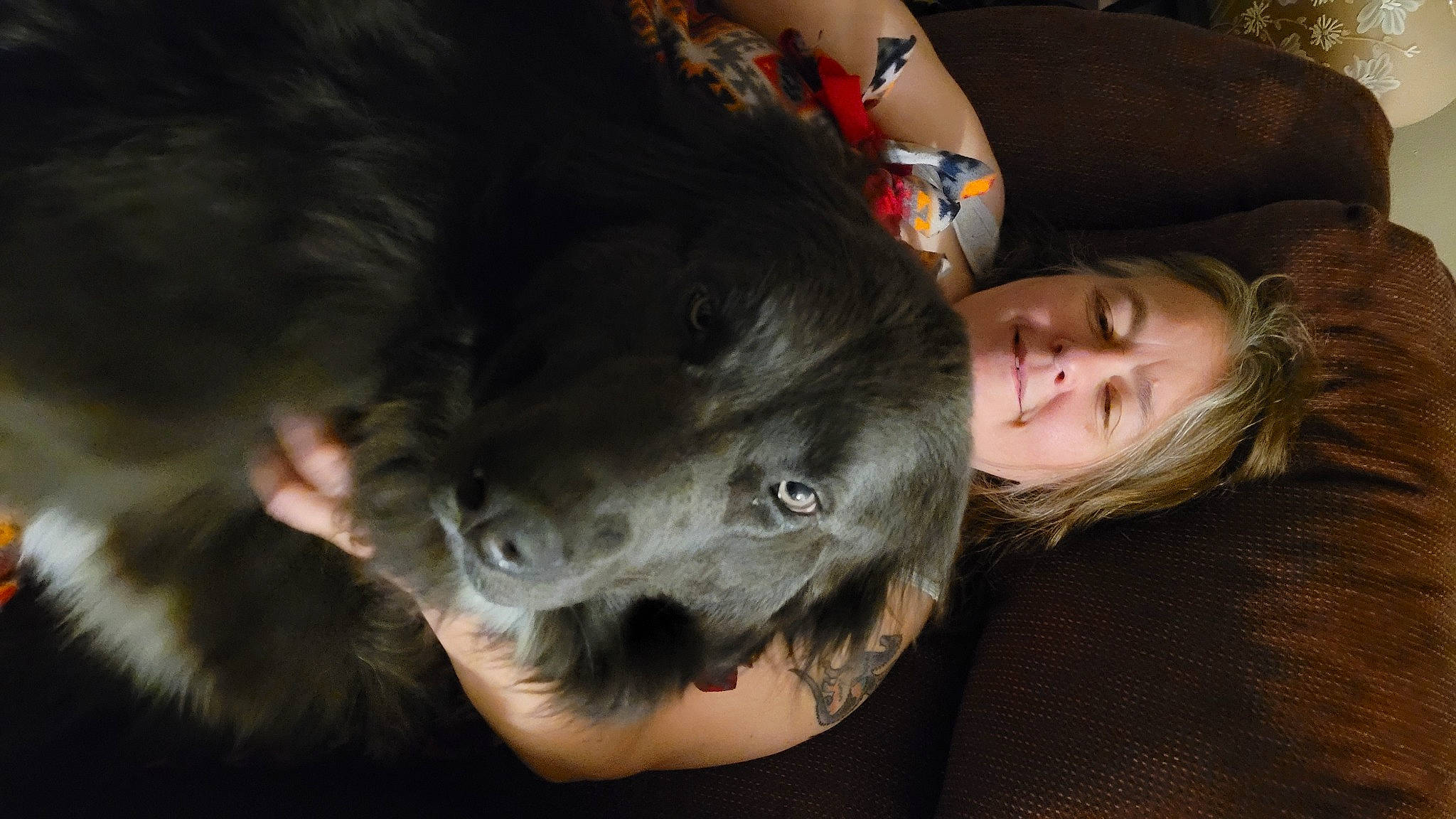 Jarvis is registered to the contest to win money with this photo: canidae, carnivore, comfort, companion_dog, dog, dog_breed, fun, fur, guard_dog, happy, jaw, snout, sporting_group, whiskers, working_animal