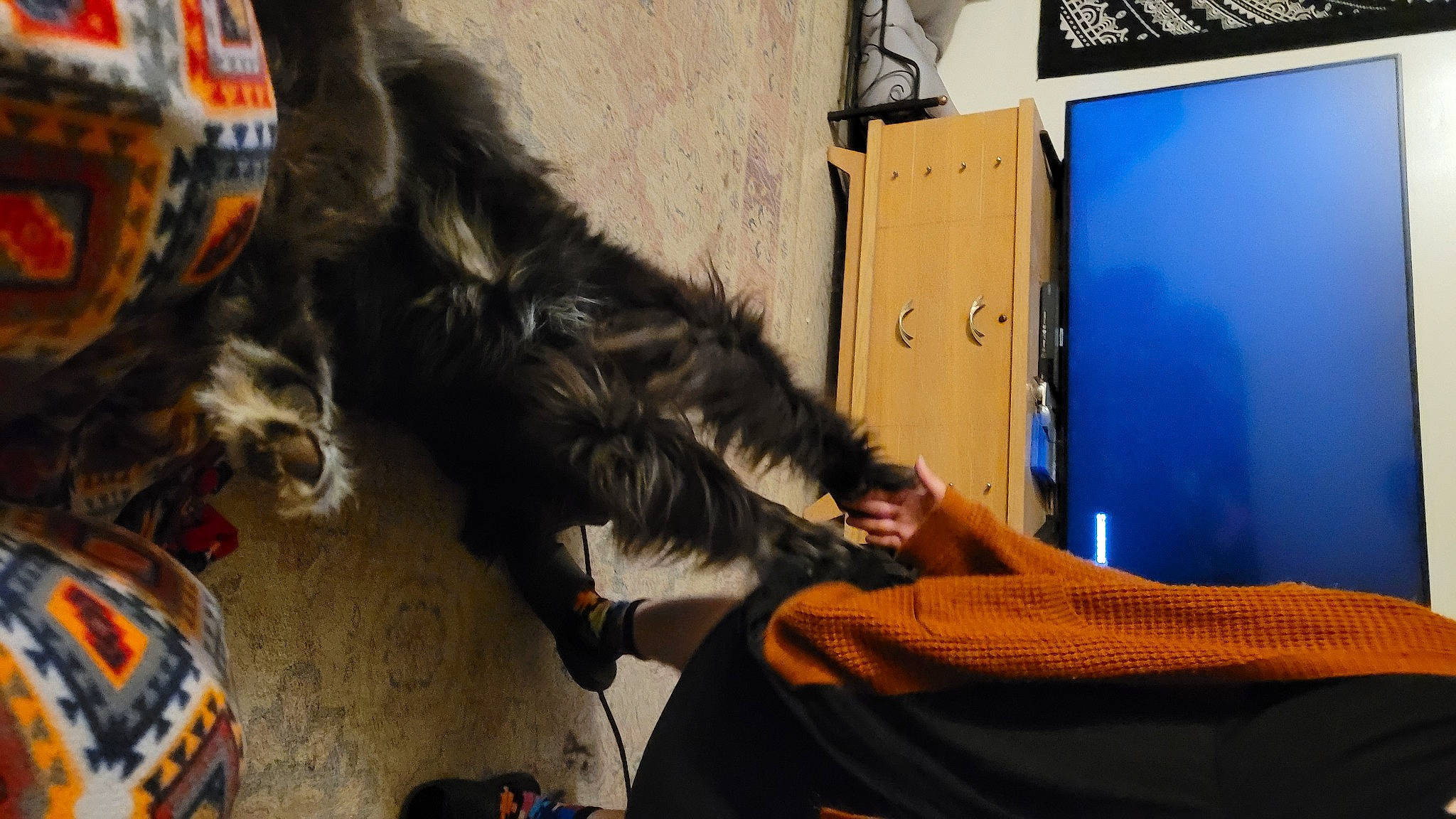 Jarvis joined the competition — help win amazing prizes! art, canidae, carnivore, cat, claw, companion_dog, dog_breed, felidae, foot, fun, fur, human_leg, paw, small_to_medium_sized_cats, snout, sporting_group, tail, visual_arts, whiskers