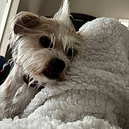 Blu Miles joined the competition — help win amazing prizes! dog, pet, blanket, bedding, close_up, fur, nose, eye, small_dog, terrier, tuft, whiskers, ear, collar, cozy, sleepy, indoor, bedroom, texture, soft