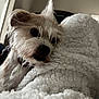 dog, pet, blanket, bedding, close_up, fur, nose, eye, small_dog, terrier, tuft, whiskers, ear, collar, cozy, sleepy, indoor, bedroom, texture, soft