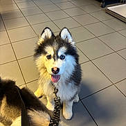 Bluey a rejoint le concours — aidez-le/la à gagner de superbes lots ! animal, blue_eye, brown_eye, canine, cute, dog, domestic, floor, fur, husky, indoor, leash, looking_up, pet, playful, puppy, sitting, tile, tongue_out, two_dogs
