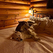 Thor Stormy is registered to the contest to win money with this photo: bed, bedroom, blanket, canine, cozy, dogs, fluffy, happy, indoors, log_cabin, lying_down, pet, photography, pillows, playing, puppies, rustic, warm_lighting, wooden_walls, wrestling