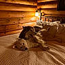 bed, bedroom, blanket, canine, cozy, dogs, fluffy, happy, indoors, log_cabin, lying_down, pet, photography, pillows, playing, puppies, rustic, warm_lighting, wooden_walls, wrestling