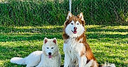 Thor Stormy is registered to the contest to win money with this photo: animal_portrait, brown_fur, canine, chain_link_fence, dog, dogs, fence, fluffy, grass, husky, nature, outdoor, park, pet, puppy, samoyed, sitting, sunlight, trees, white_fur