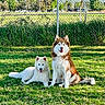 animal_portrait, brown_fur, canine, chain_link_fence, dog, dogs, fence, fluffy, grass, husky, nature, outdoor, park, pet, puppy, samoyed, sitting, sunlight, trees, white_fur